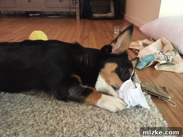 Winston's Healing Progress After Surgery 6 Winston the Corgi resting contentedly with a soft blanket, showcasing his calm demeanor