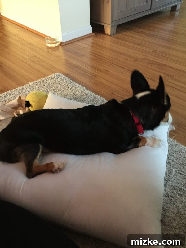 Winston's Healing Progress After Surgery 7 Winston the Corgi attacking or lounging on a large, soft pillow, his new favorite 'toy'