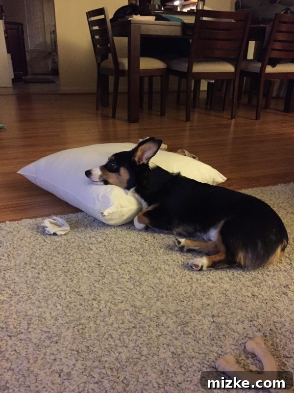 Winston's Healing Progress After Surgery 8 Winston the Corgi comfortably nestled under a blanket, enjoying a peaceful moment