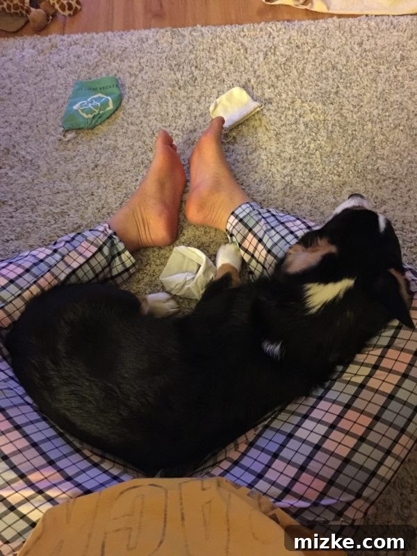 Winston's Healing Progress After Surgery 9 Winston the Corgi sleeping peacefully on the floor, curled up in a sweet pose