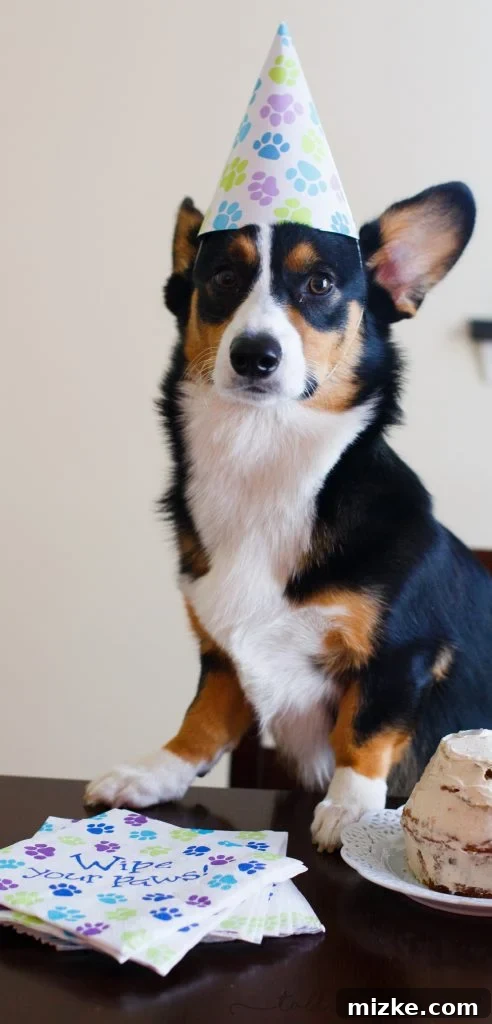 Grain Free Dog Celebration Cake 3 Make a grain-free dog cake for your furry family member!