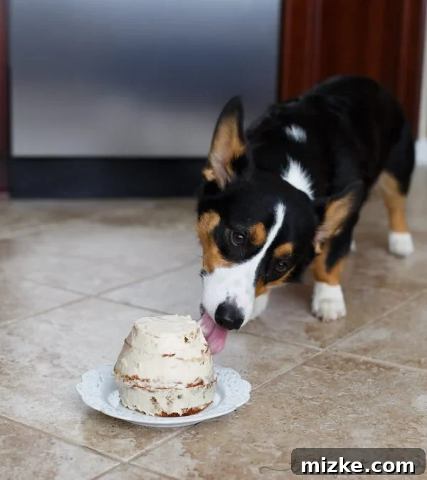 Grain Free Dog Celebration Cake 4 Make a grain-free dog cake for your furry family member!