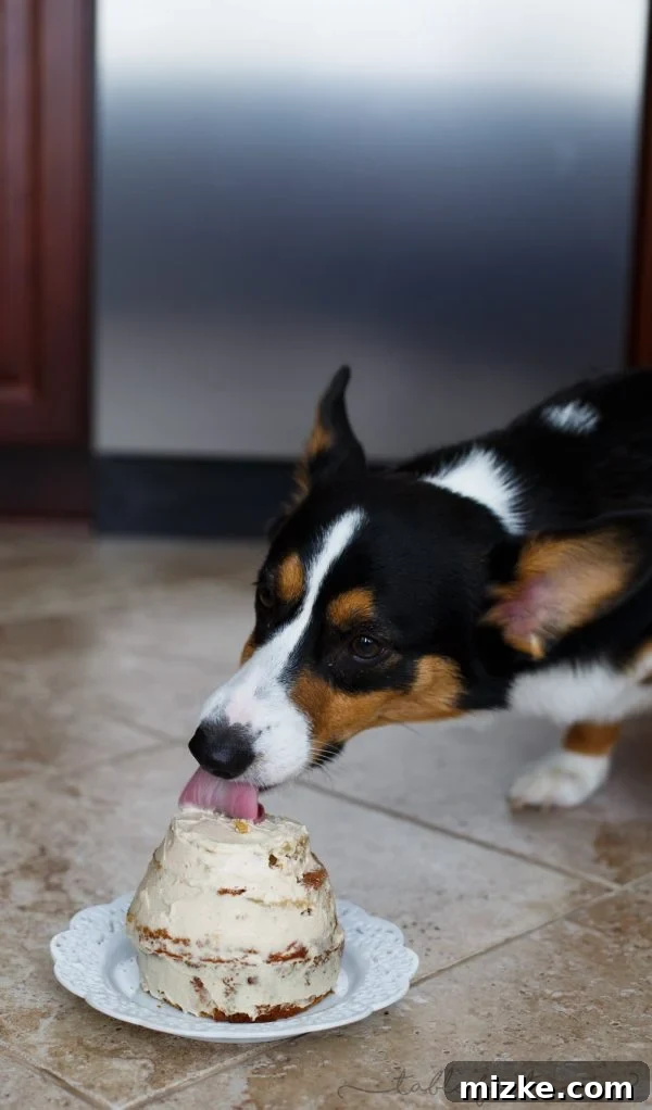 Grain Free Dog Celebration Cake 5 Make a grain-free dog cake for your furry family member!
