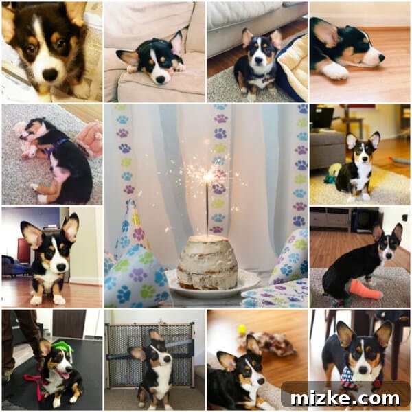 Grain Free Dog Celebration Cake 6 The year of Winston