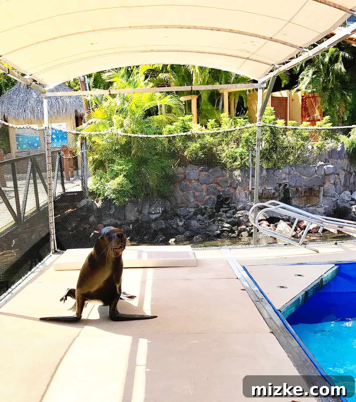 Puerto Vallarta Tropical Paradise 10 Close Encounter with a Sea Lion During Excursion