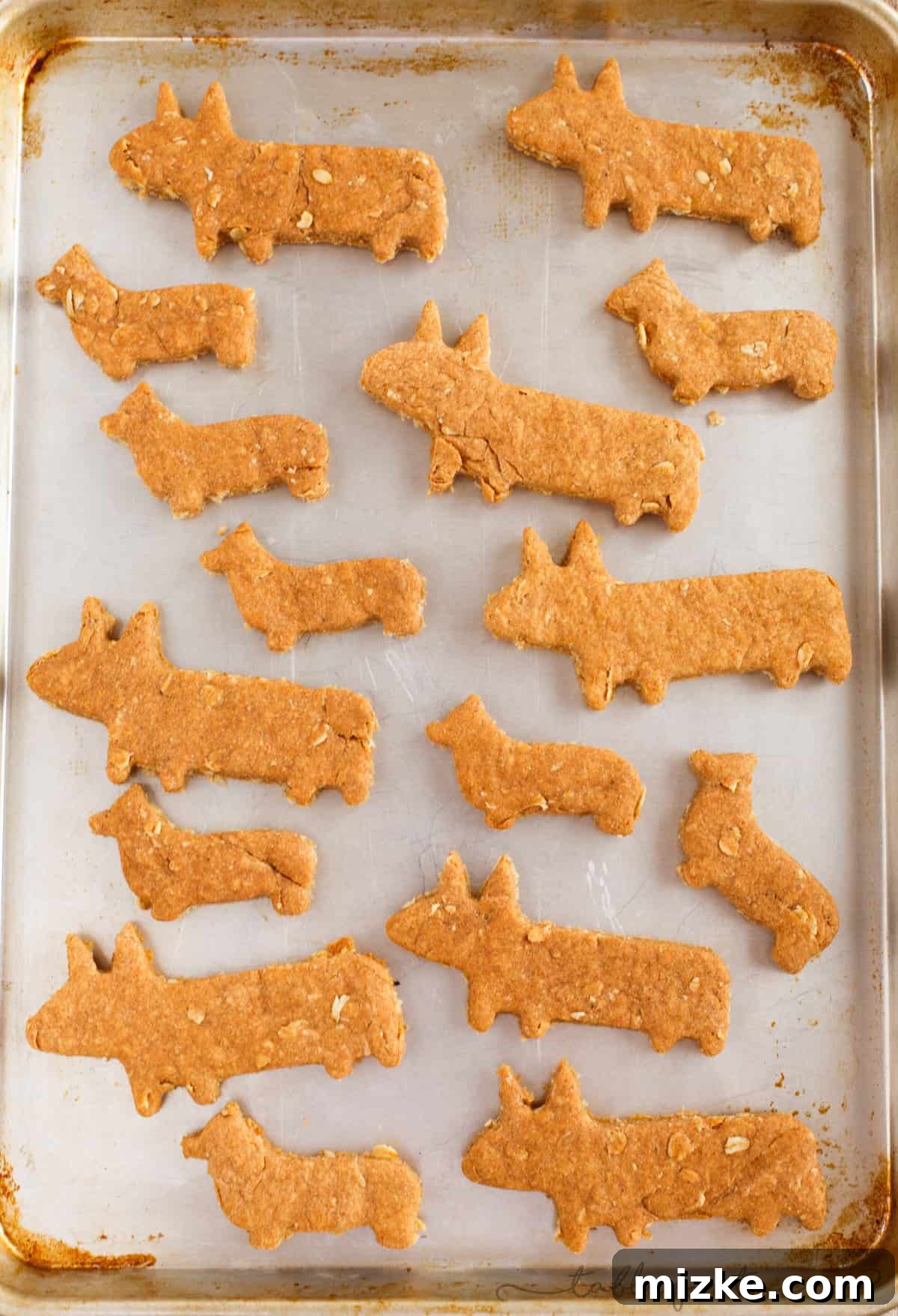 Happy Corgi enjoying his homemade dog biscuit treats