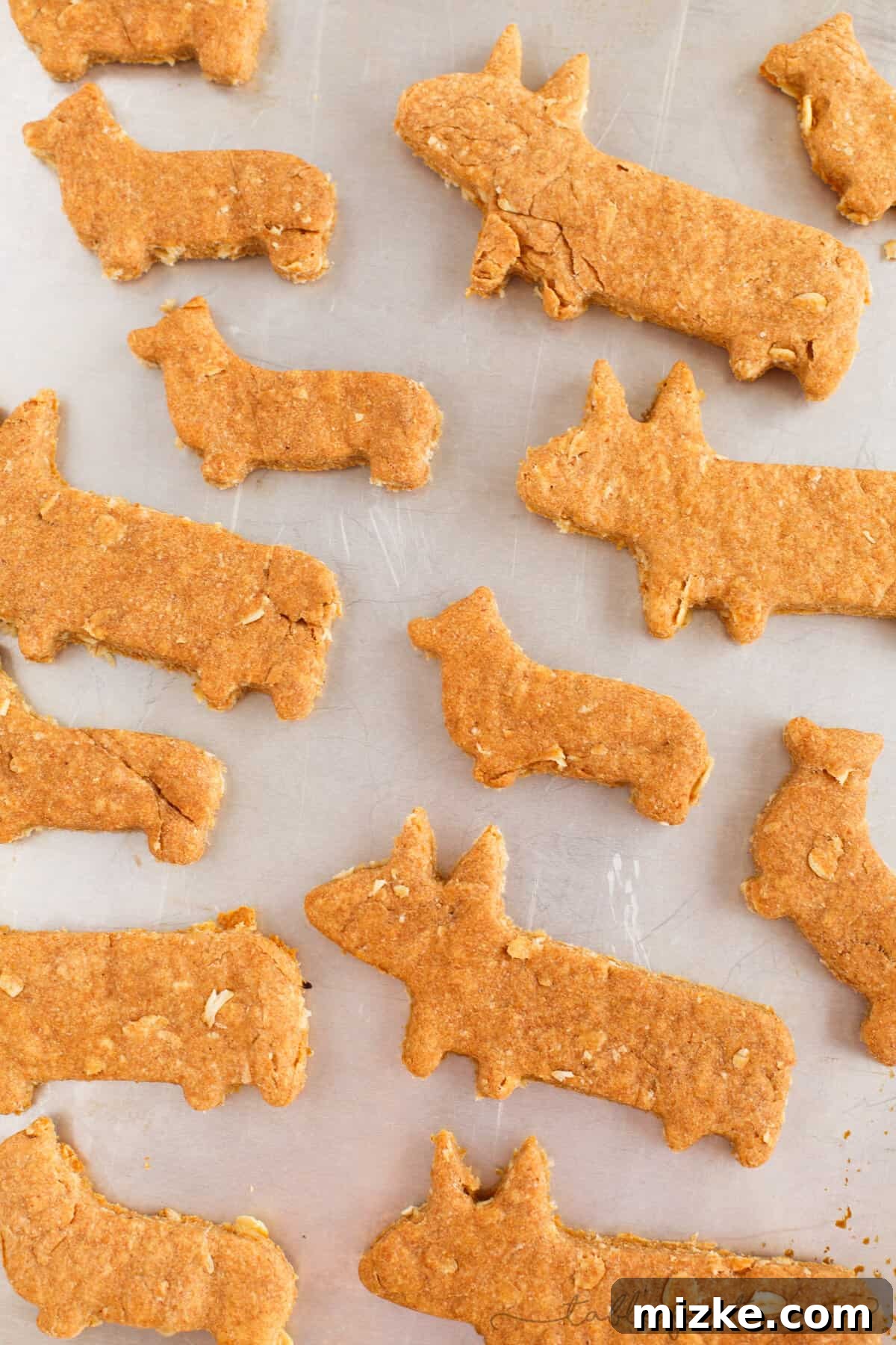 Close-up of a Corgi dog enjoying a wholesome treat