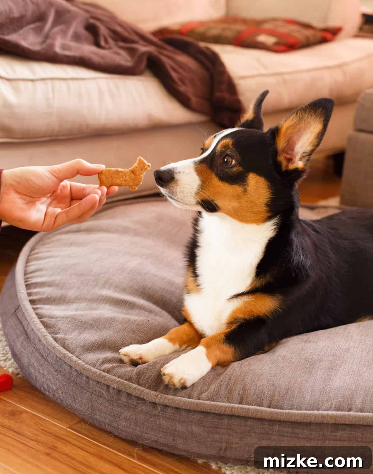 Corgi inspecting a Corgi-shaped dog biscuit with curiosity