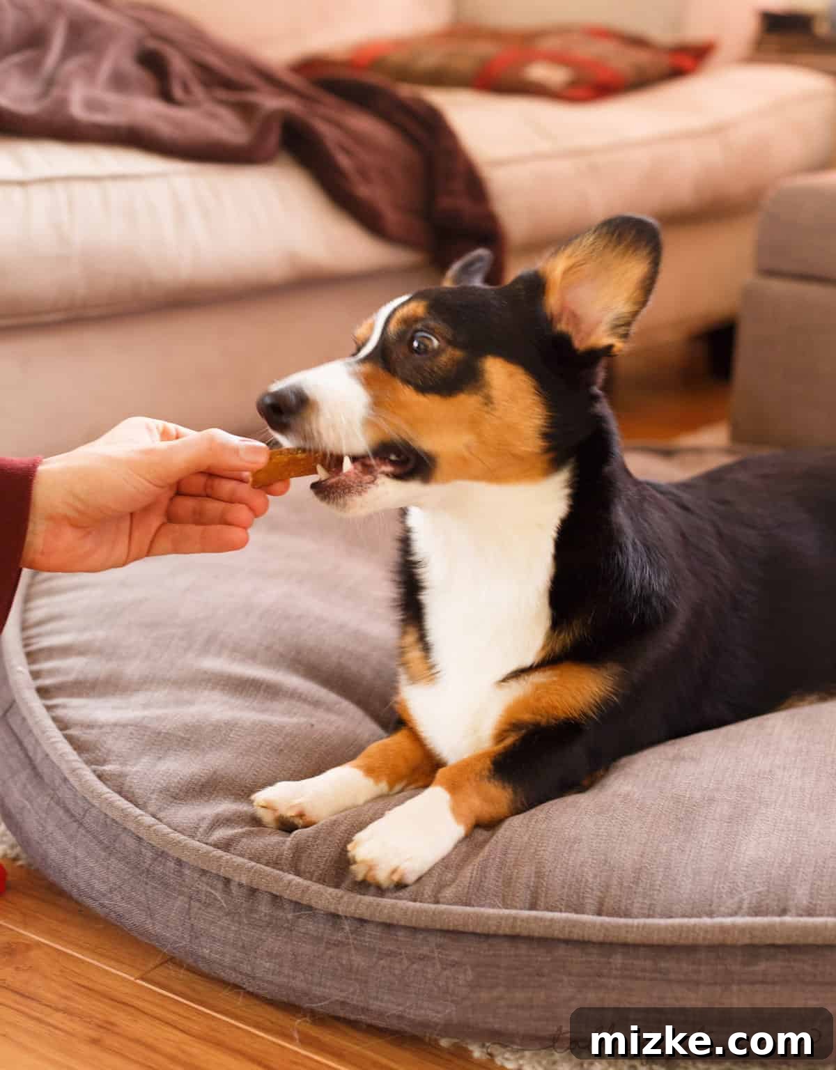 Corgi deciding to eat the Corgi-shaped dog biscuit