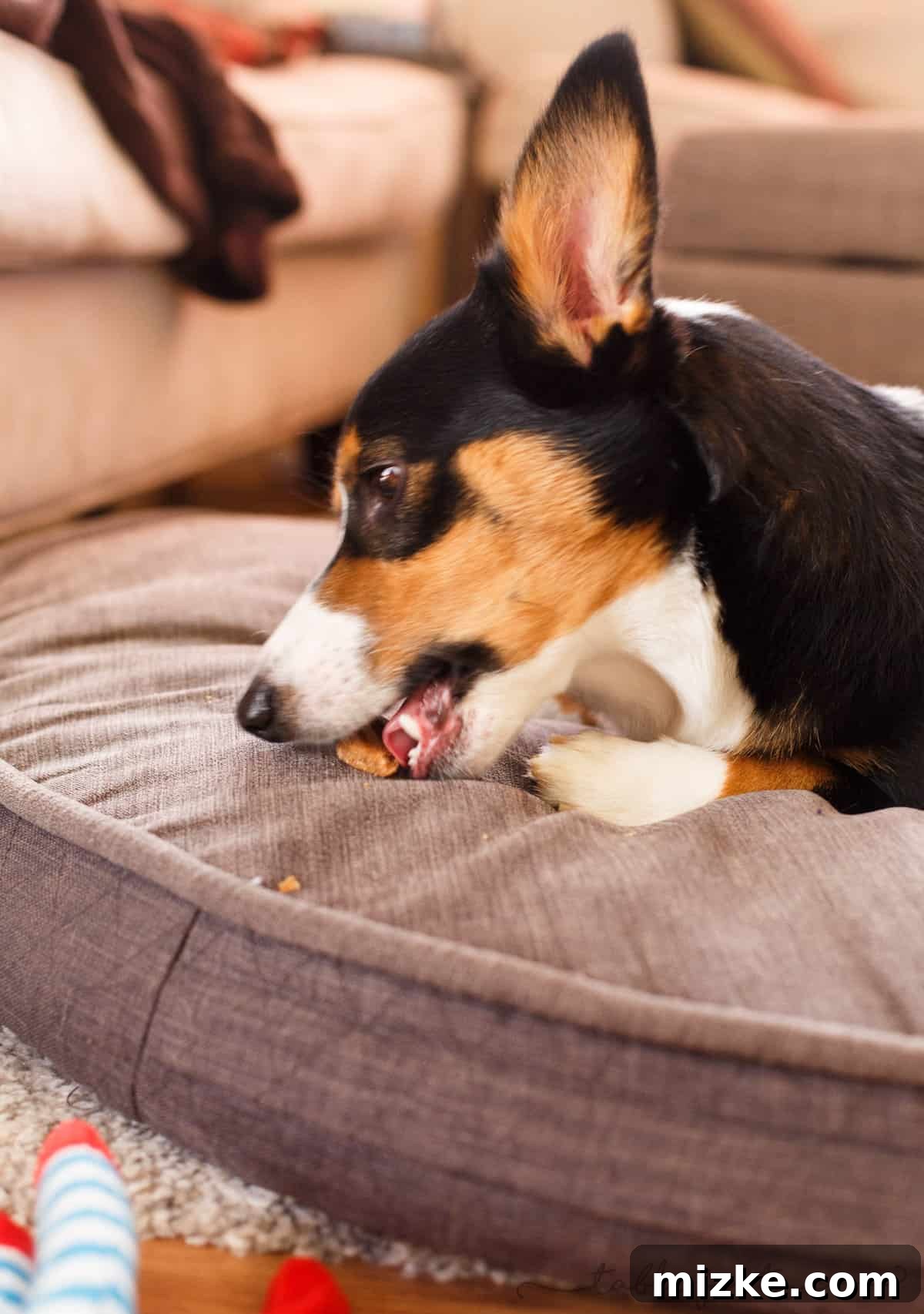 Corgi happily munching on a homemade dog biscuit
