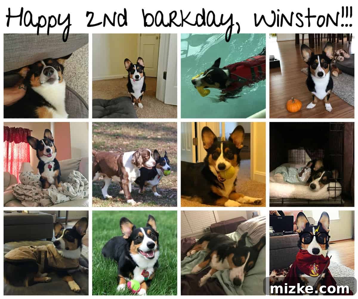 Winston looking thoughtful and sweet, reflecting on two wonderful years.