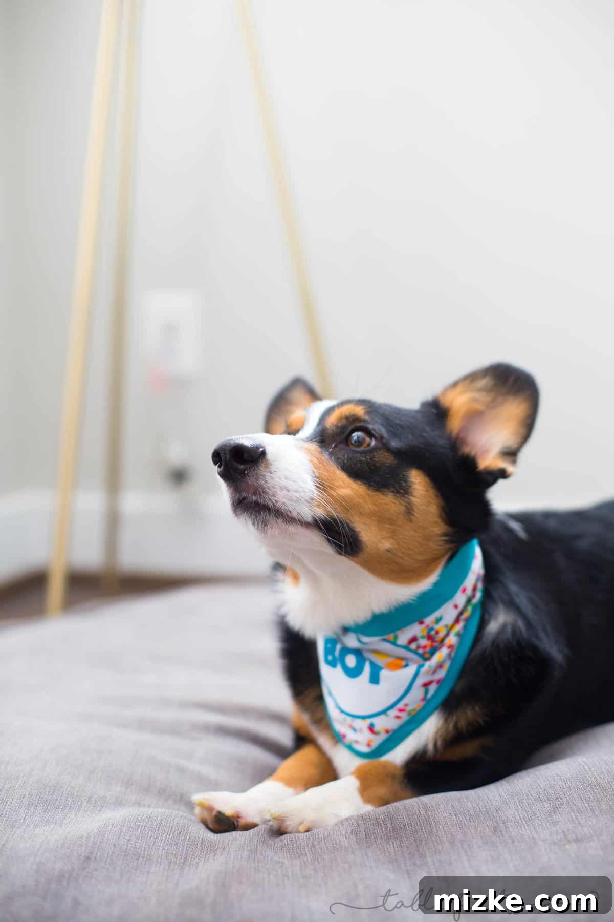 Winston wearing a party hat, looking comically displeased, a classic dog birthday moment.