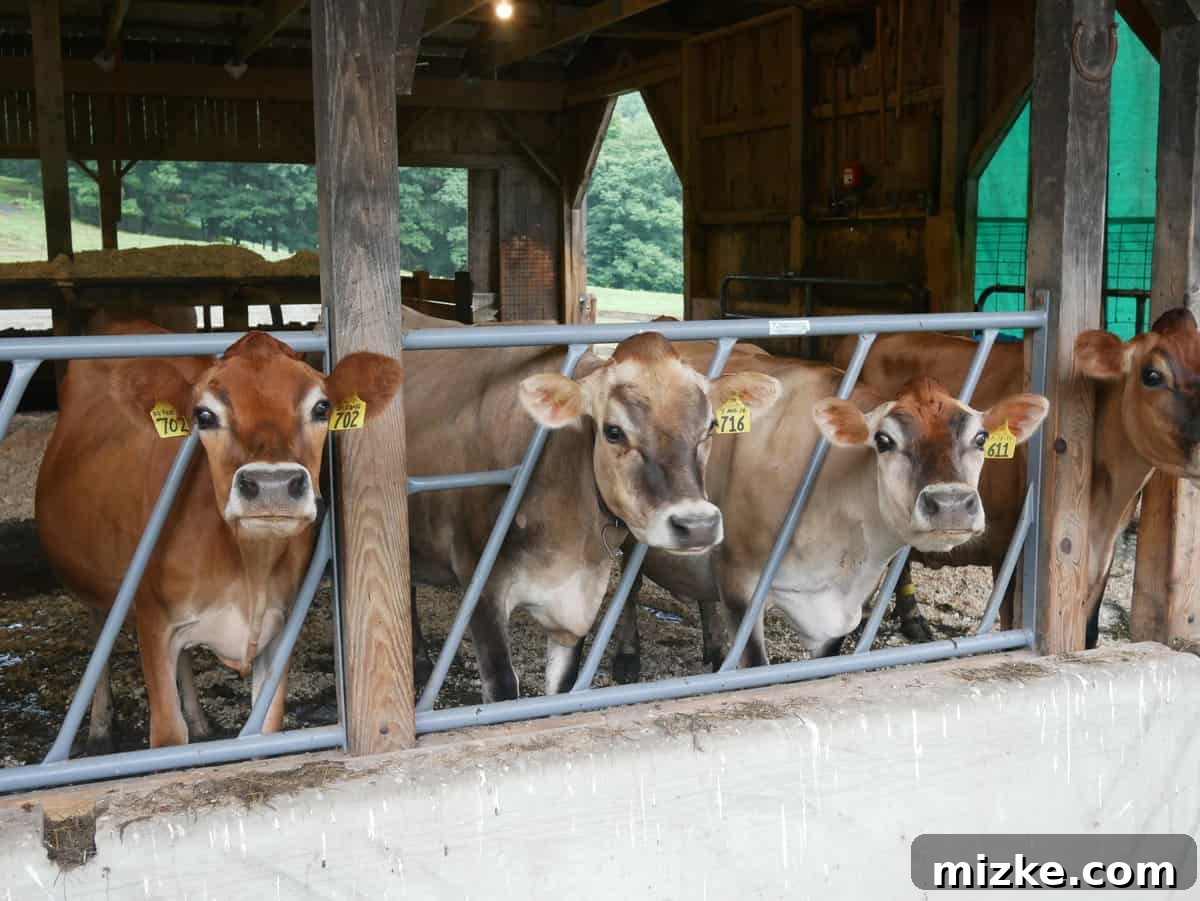 Your Ultimate Guide to Woodstock Vermont 23 Charming Jersey milking cows grazing peacefully on a Vermont dairy farm