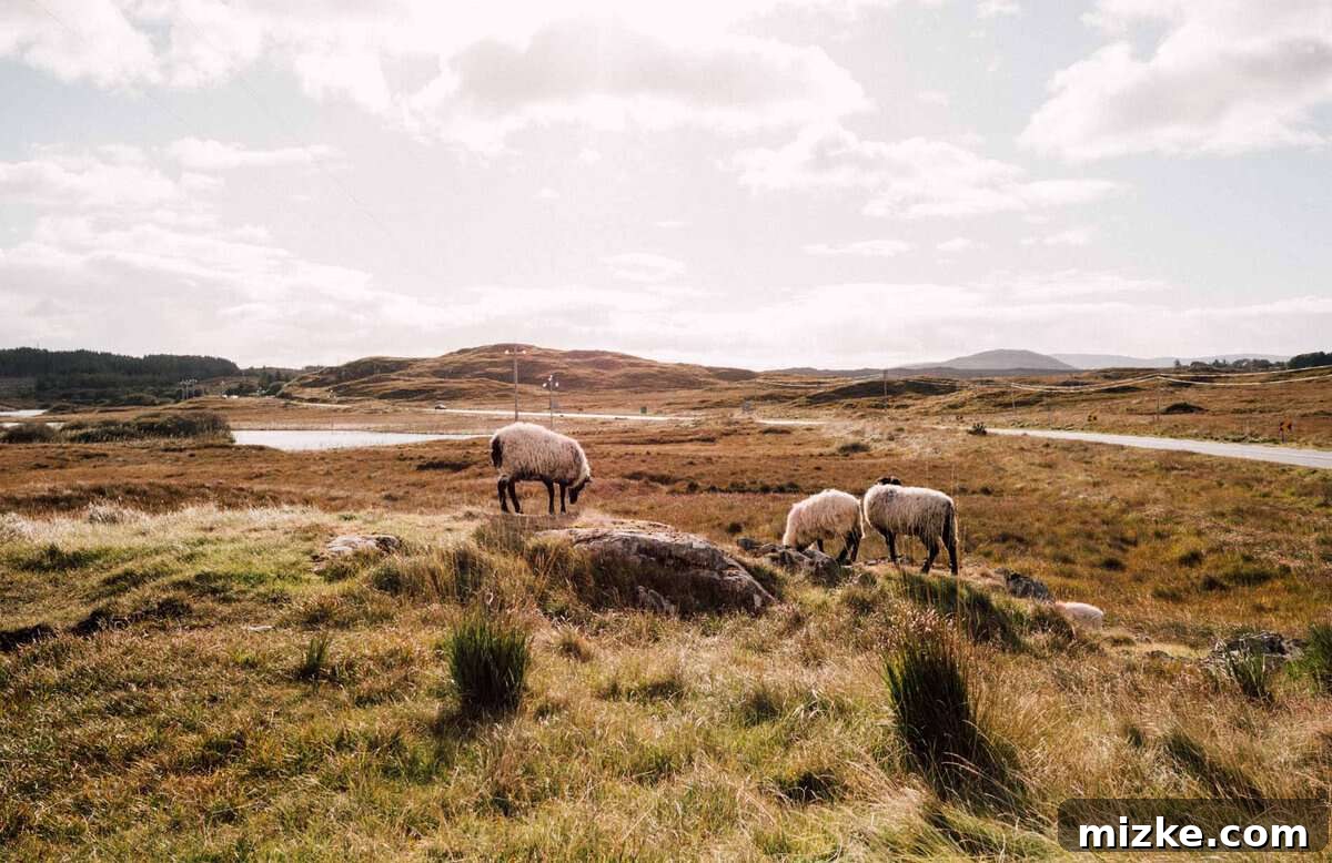 Exploring the Scenic Connemara Loop in Western Ireland Stunning Connemara landscape with a winding road, reflecting the beauty of the Connemara Loop, Ireland