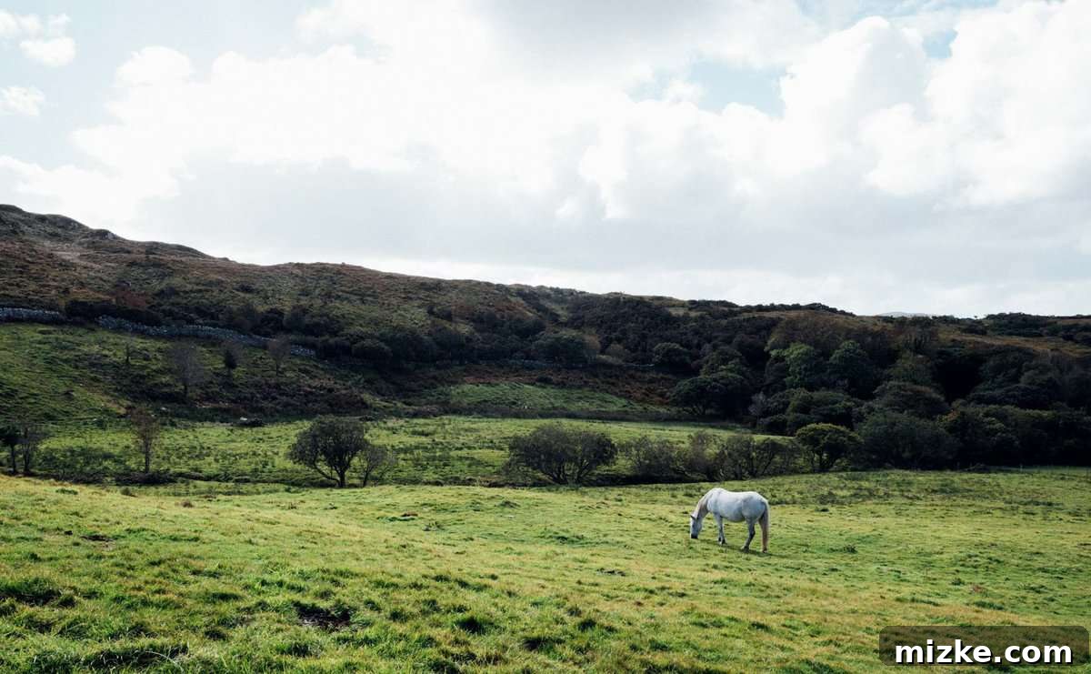 Majestic Vistas of Connemara National Park Breathtaking expanse of Connemara National Park with mountains, heathland, and cloudy sky