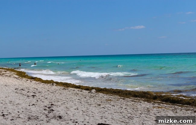 Neon Shores 3 Miami Beach shoreline with noticeable seaweed washed ashore