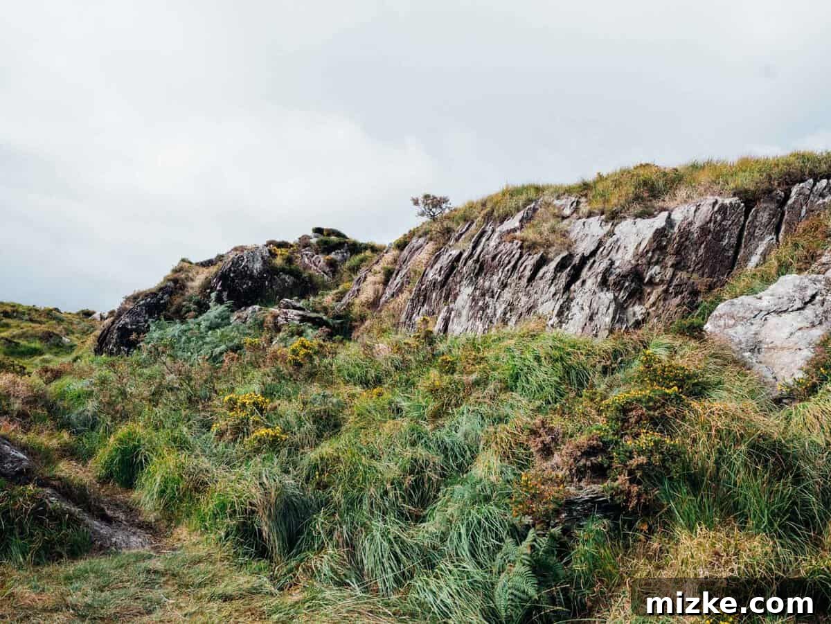 Killarney: Ireland's Emerald Gem 9 Detailed shot of textured tree bark covered in moss and lichen in an Irish forest