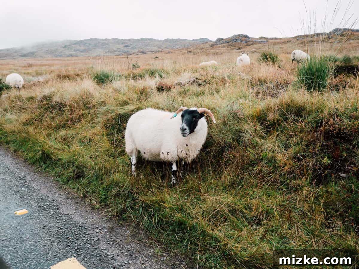 Ireland's Rugged Beara Peninsula 5 Scenic view of a valley with a road cutting through, flanked by green hills