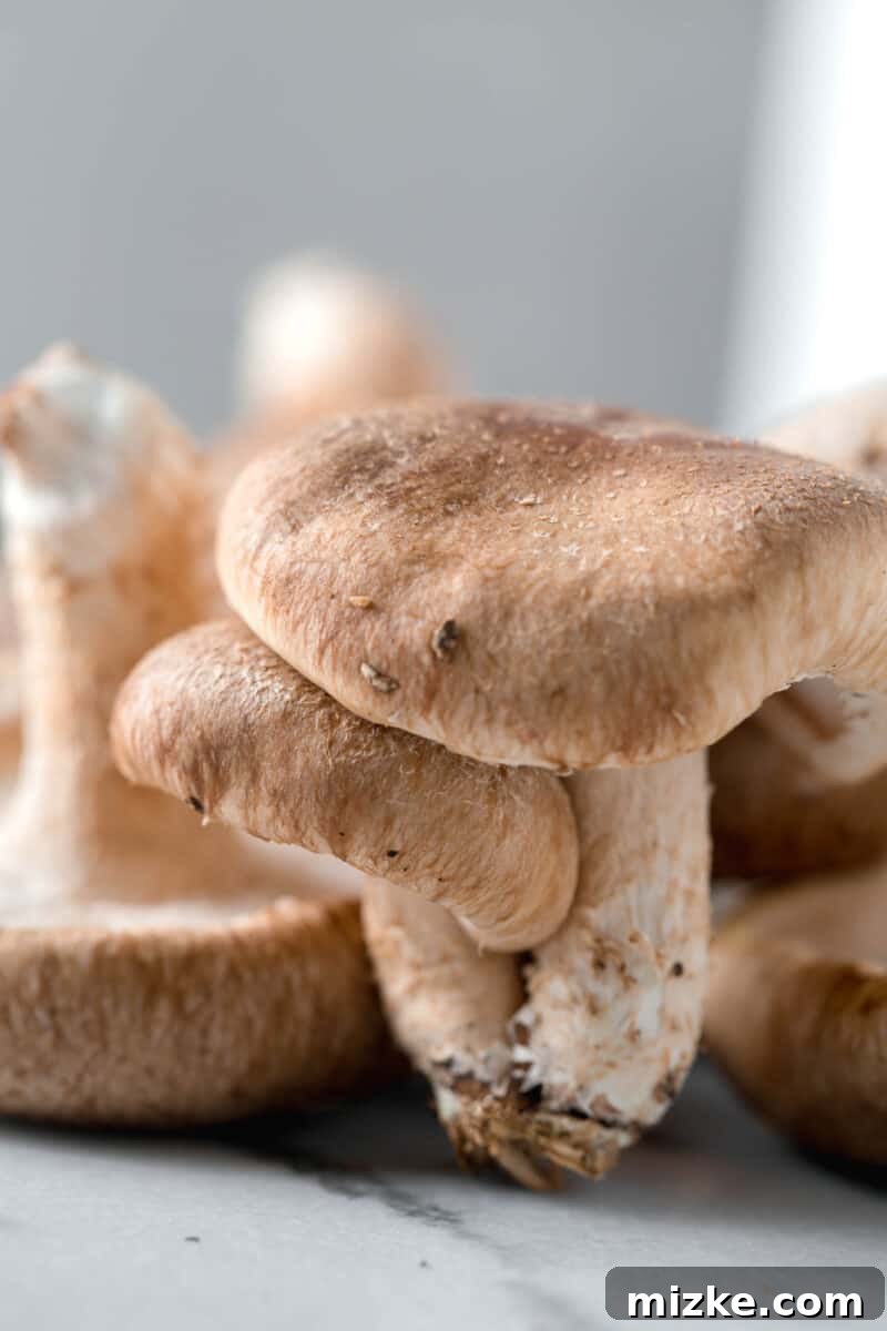 Shiitake: A Culinary Treasure 5 A charming image of a small, young shiitake mushroom nestled under the protective cap of a larger, mature shiitake, illustrating their growth.