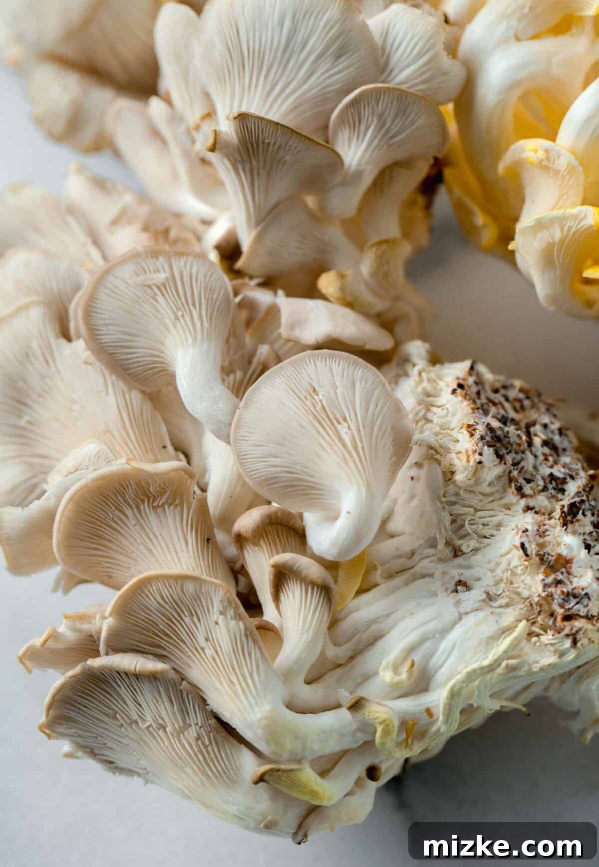 Unlocking Oyster Mushroom Potential 2 Several bunches of fresh grey oyster mushrooms artfully arranged on a clean marble surface, showcasing their delicate gills and natural clusters.