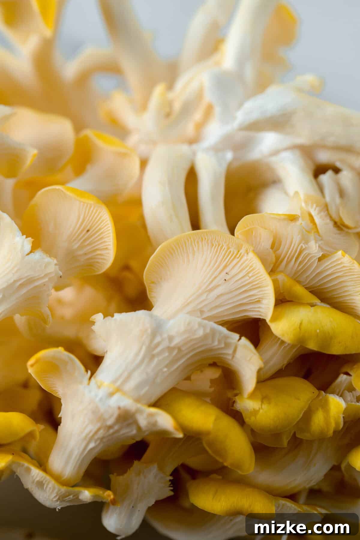Unlocking Oyster Mushroom Potential 3 A vibrant cluster of golden oyster mushrooms, showcasing their distinct deep yellow color and wavy caps, ready for culinary use.