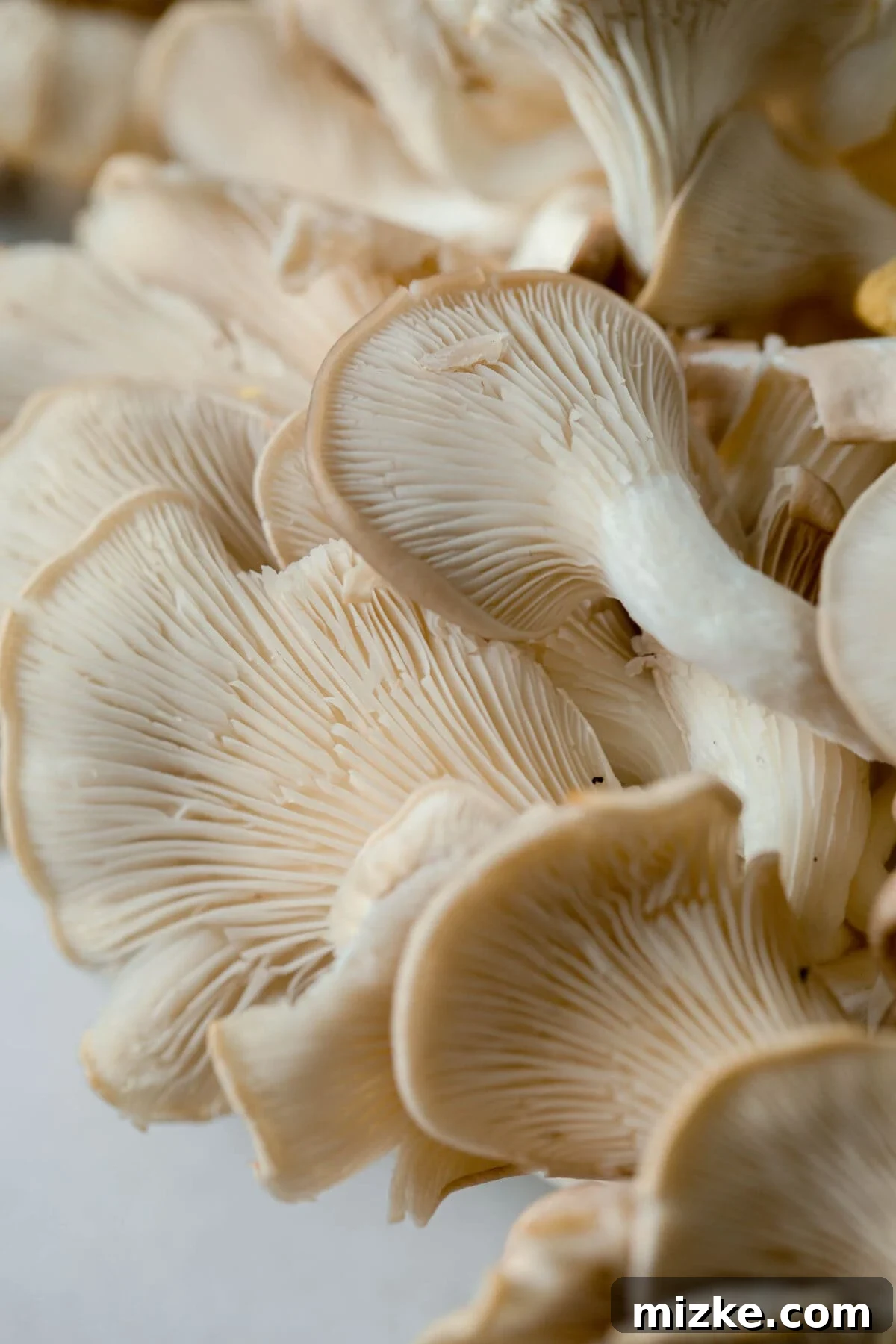 Unlocking Oyster Mushroom Potential 4 A close-up view of the underside of oyster mushroom caps, clearly showing their intricate gill structures, highlighting their unique morphology.