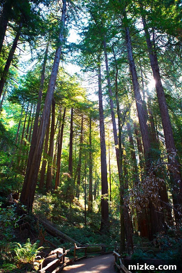 A memorable photo with friends in the heart of Muir Woods. Two friends posing happily among the giant redwoods of Muir Woods.