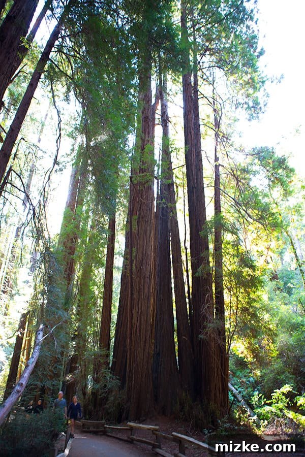 Explore the peaceful trails of Muir Woods. Winding pathways and lush greenery under the redwood canopy.