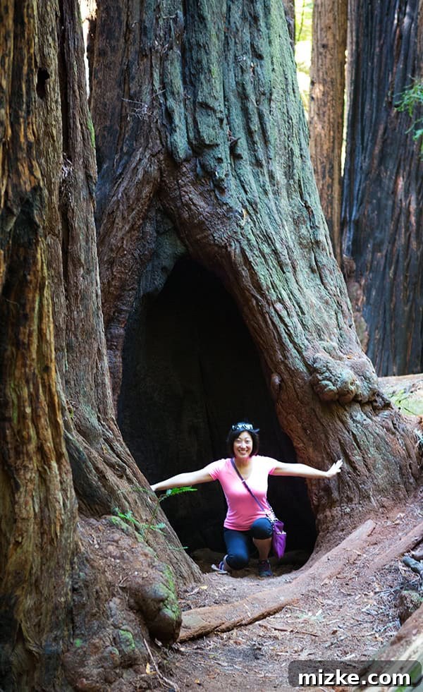 The scale of redwoods is truly magnificent. Giant redwood trees with people walking on the trails below.