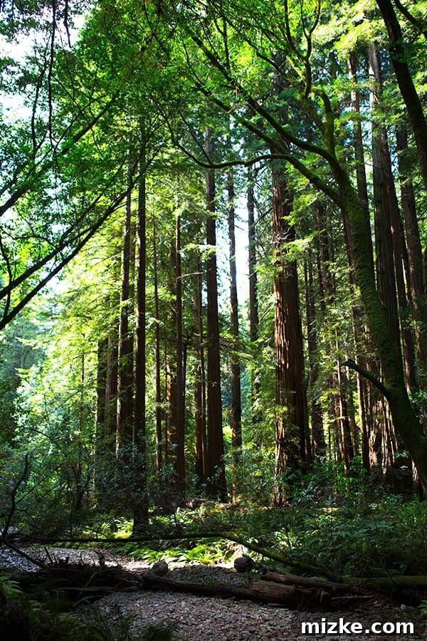 The serene beauty of the redwood forest. A sunny day in Muir Woods, with light filtering through the trees.