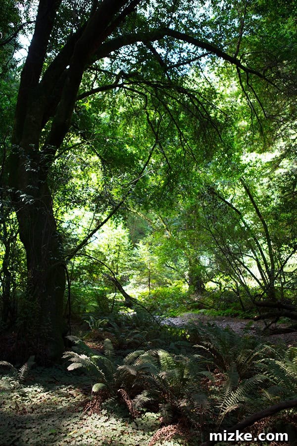 A tranquil moment in Muir Woods National Monument. Walking along a wooden path through the redwood groves.