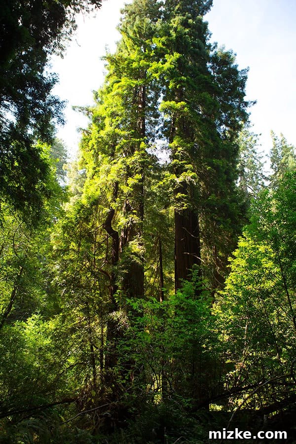 Nature's grandeur on full display at Muir Woods. A closer look at the base of a giant redwood tree.
