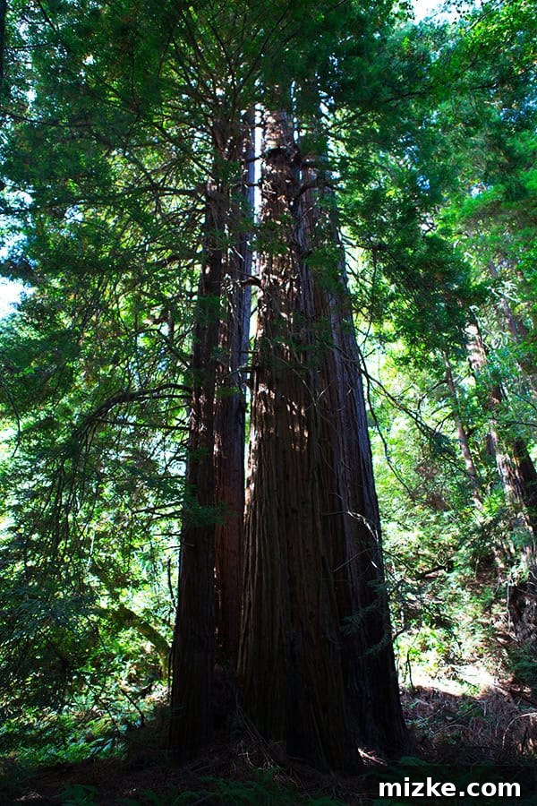 Experience the grandeur of nature at Muir Woods National Monument. Sunlight filters through the canopy of giant redwoods in Muir Woods.