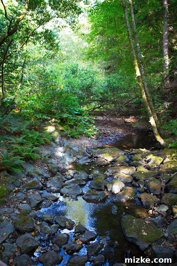 Discover tranquility among the redwoods of Muir Woods. A serene pathway winding through the ancient redwood forest.