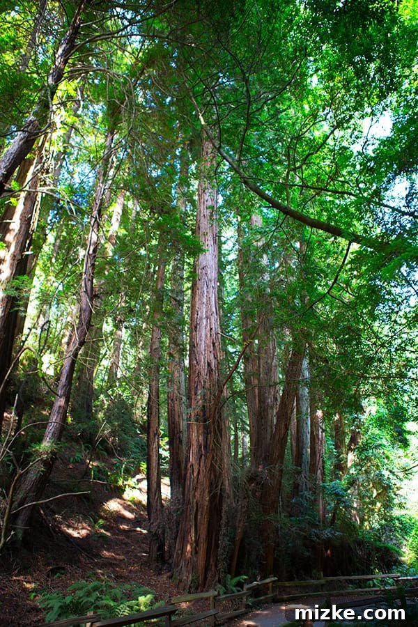 A natural cathedral of redwoods at Muir Woods. Looking up at the immense height of redwood trees in California.