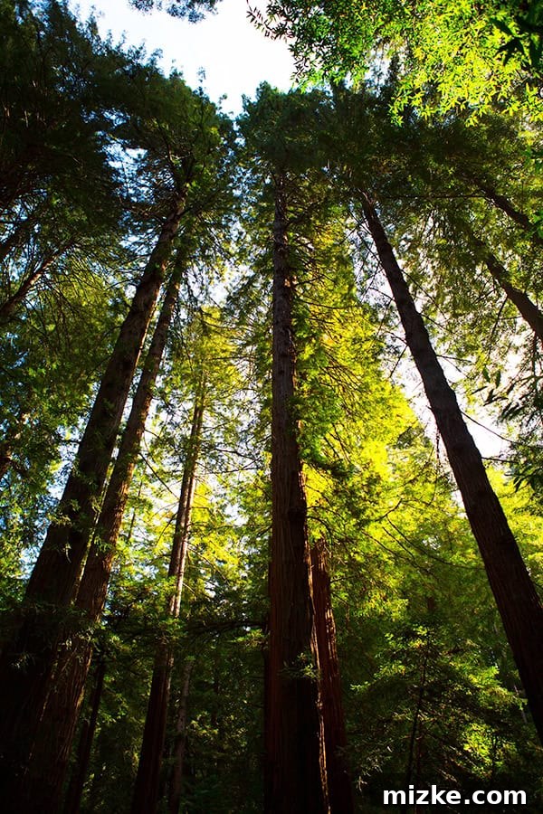Forest floor with ferns and towering redwood trees. A person stands small against the giant redwoods, highlighting their scale.