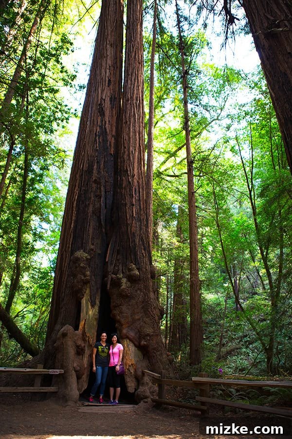 Immersive view of the redwood forest, perfect for nature lovers. A close-up of a towering redwood tree, emphasizing its natural beauty.